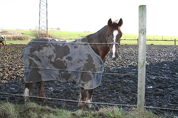 Image showing Horse with blanket