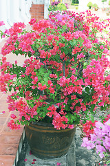 Image showing Blooming pink