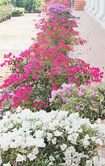 Image showing Beautiful flower garden