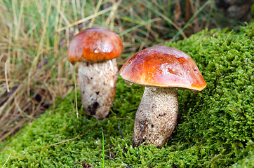 Image showing water drop red cap scaber stalk mushroom on moss 