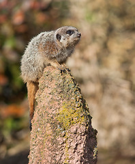 Image showing Alert: watchful meercat on the mound