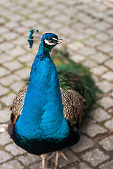 Image showing Peafowl or peacock: Bird of Juno. Artistic shallow DOF