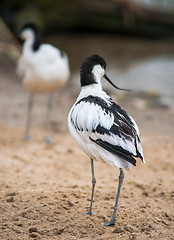 Image showing Pied avocet: black and white wader
