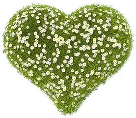 Image showing Green grass heart shape with camomile flowers isolated
