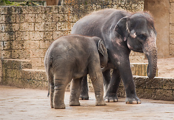 Image showing Feeding the elephant calf by female