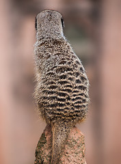 Image showing Back of the watchful meerkat on mound