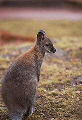 Image showing Marsupials: Wallaby in zoo