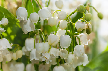 Image showing Lilies of the valley, close up