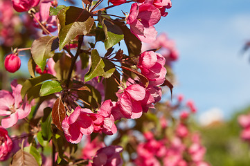 Image showing Magnolia blossoming in park, close up