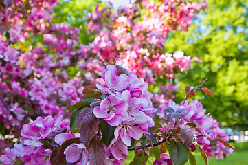 Image showing Magnolia blossoming in park, close up