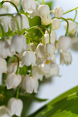 Image showing Lilies of the valley, close up