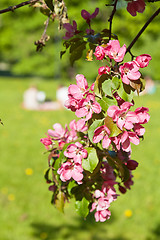 Image showing Magnolia blossoming in park, close up
