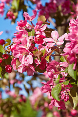 Image showing Magnolia blossoming in park, close up