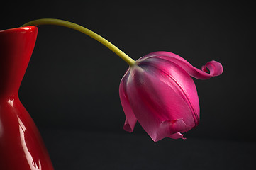 Image showing pink tulips in a vase on a black background 