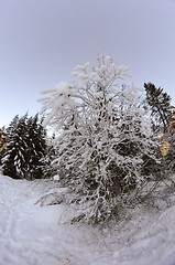 Image showing Snowy Landscape of Dolomites Mountains during Winter