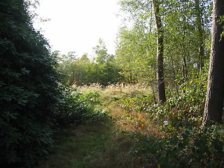 Image showing sunny field