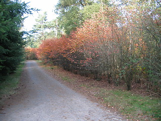 Image showing autumn road