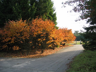 Image showing Autumn harmonie
