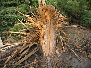 Image showing exploded tree