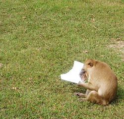 Image showing Monkey in the mirror