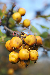 Image showing Summer orchard