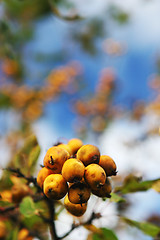 Image showing Summer orchard