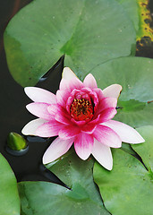 Image showing Pink water lily