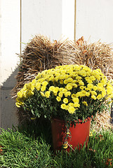 Image showing Beautiful yellow flowers