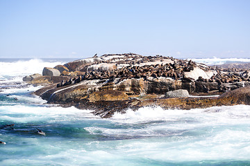 Image showing Sunning seals