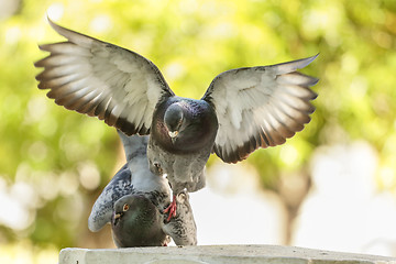 Image showing Pigeons in love