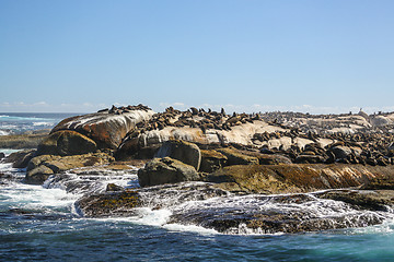 Image showing Sunning seals