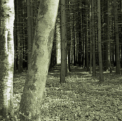 Image showing Mystery Forest