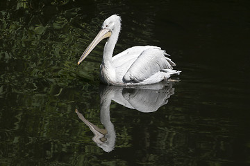 Image showing Swimming pelican