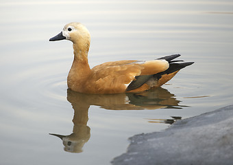 Image showing Ruddy sheldduck