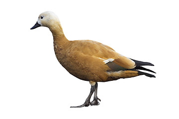 Image showing Ruddy sheldduck