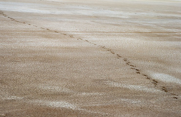 Image showing Salty land and footprints