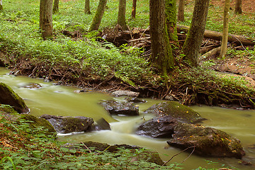 Image showing Mountain stream in a forest