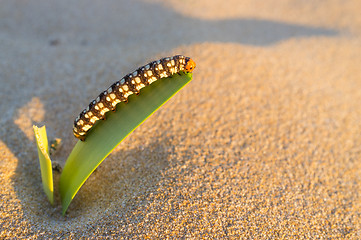 Image showing Caterpillar munching on leaf