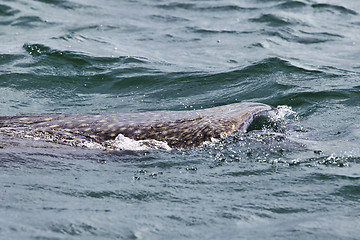 Image showing Whale Shark