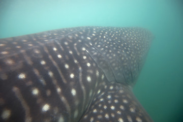 Image showing Whale Shark