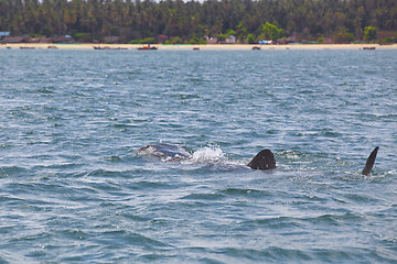 Image showing Whale Shark