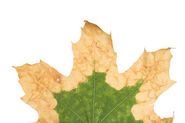 Image showing Lonely yellow leaf of a plane tree, isolated on a white background.