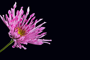 Image showing Purple flower on black background