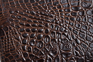 Image showing Crocodile skin texture