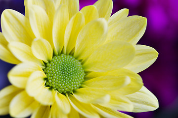 Image showing beautiful yellow flower petals closeup