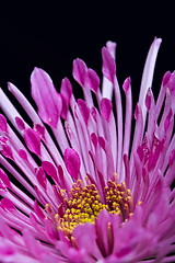 Image showing dahlia flower on a black background