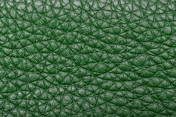 Image showing green leather