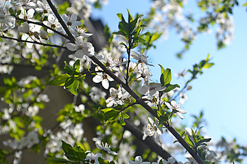 Image showing spring flowers