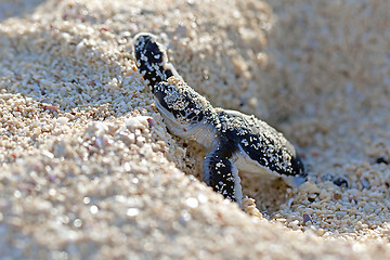 Image showing Green Sea Turtle Hatchling