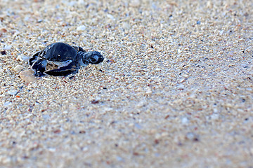 Image showing Green Sea Turtle Hatchling